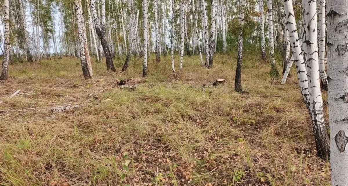 В Петуховском округе мужчина без разрешения срубил берёзы на сто тысяч рублей